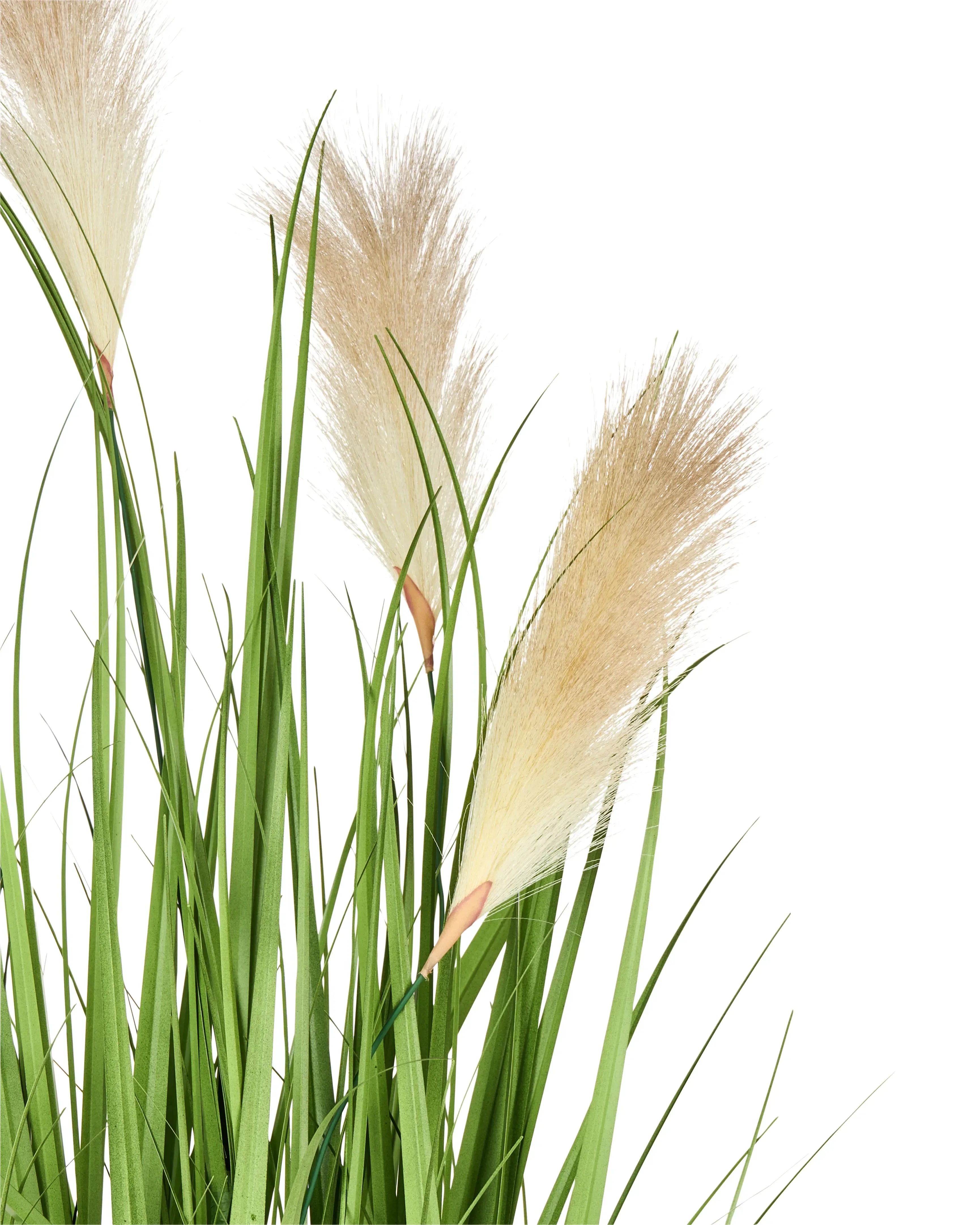 Pianta artificiale PAMPAS GRASS 130 cm Verde