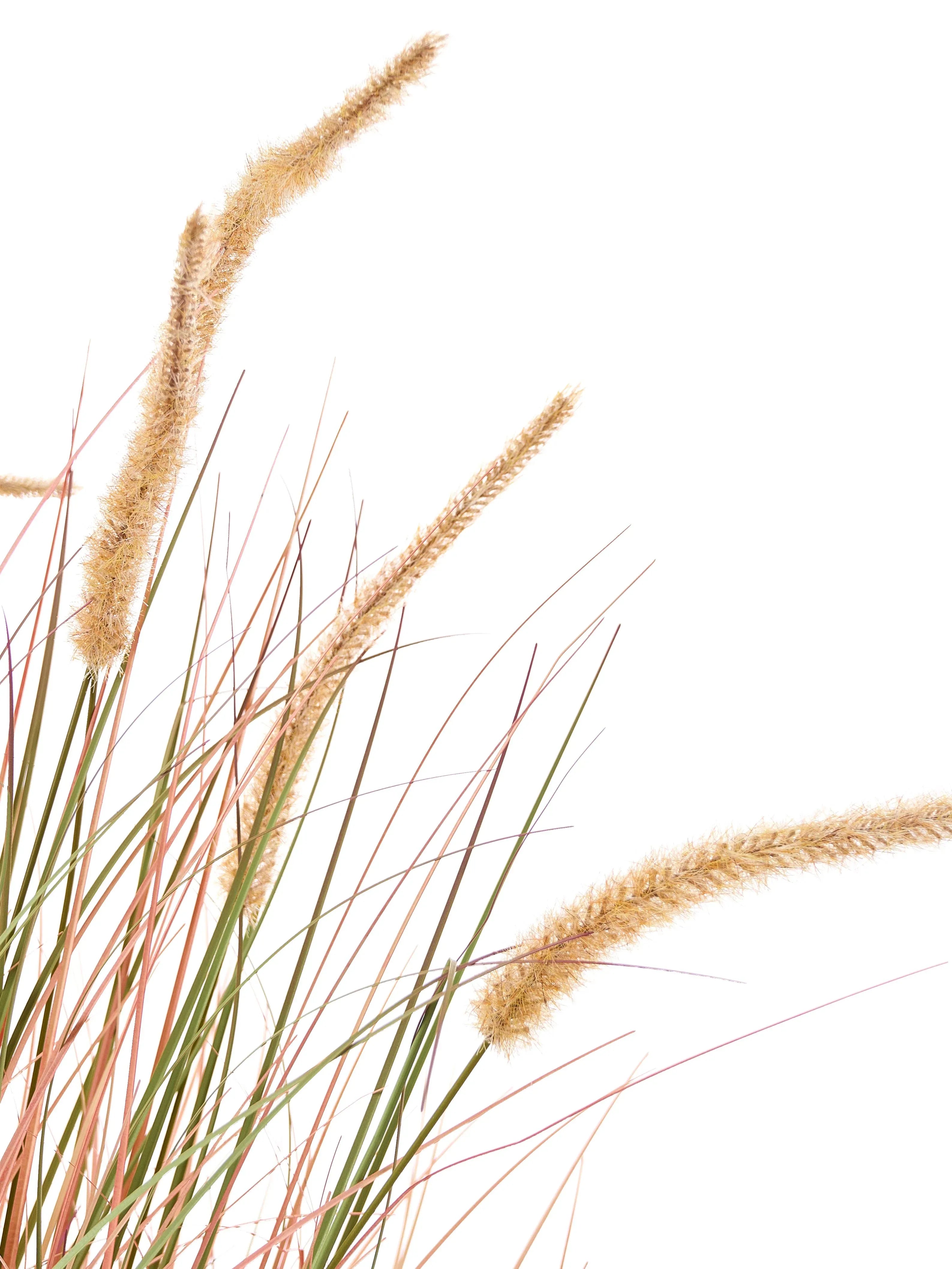 Pianta artificiale BRISTLEGRASS 120 cm Arancione